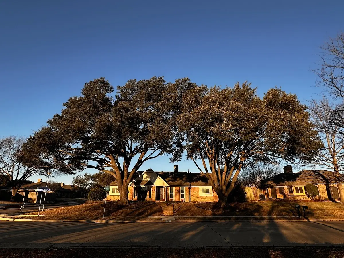 Established residential canopy tree shading a home in Brown City
